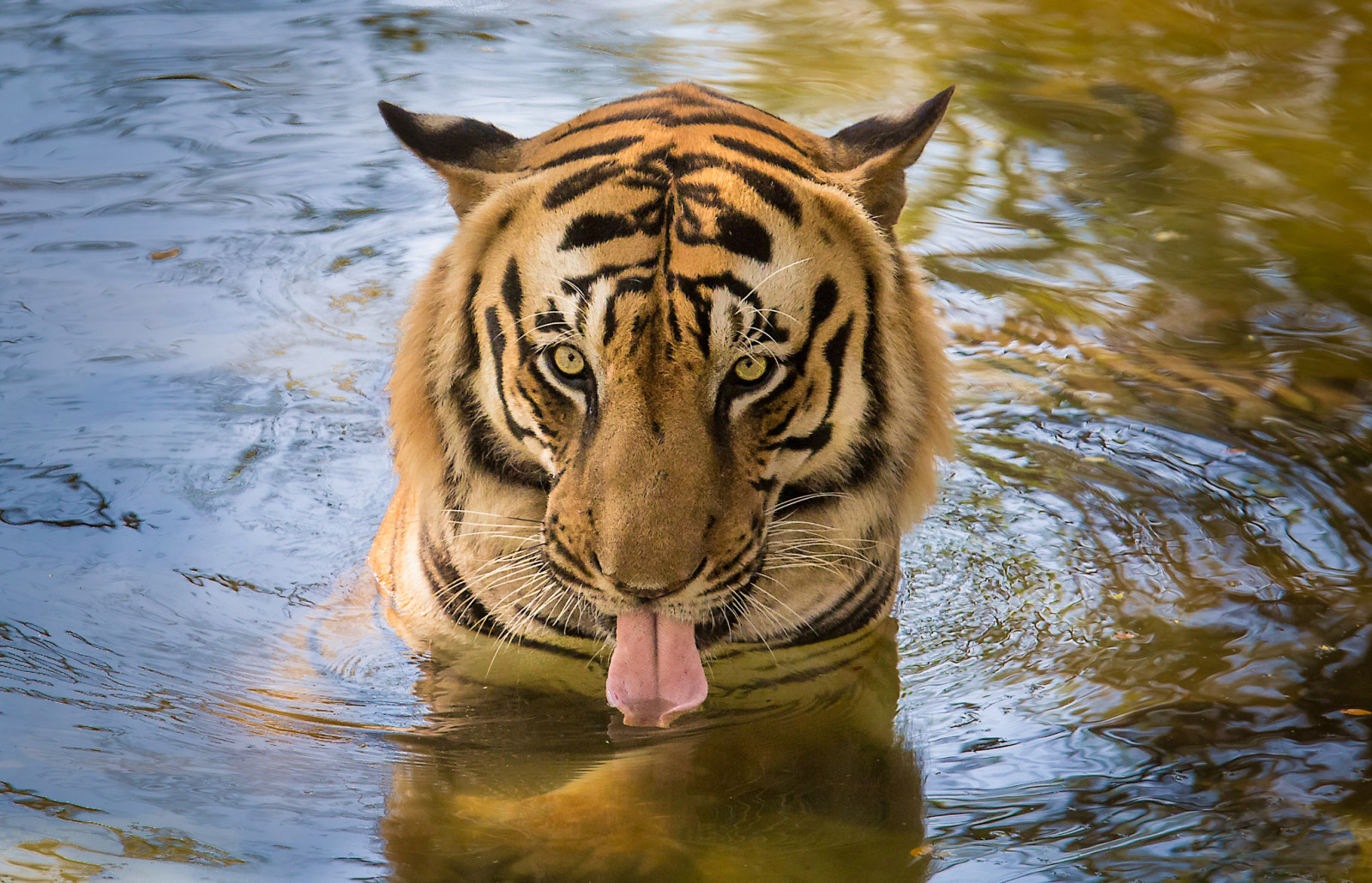 água, olhos, língua, tigre, bebendo