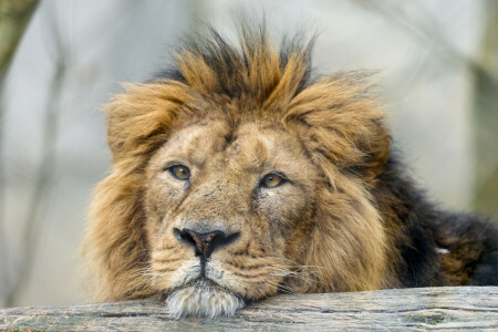 Katze, Gesicht, Löwe, aussehen, © Tambako Der Jaguar