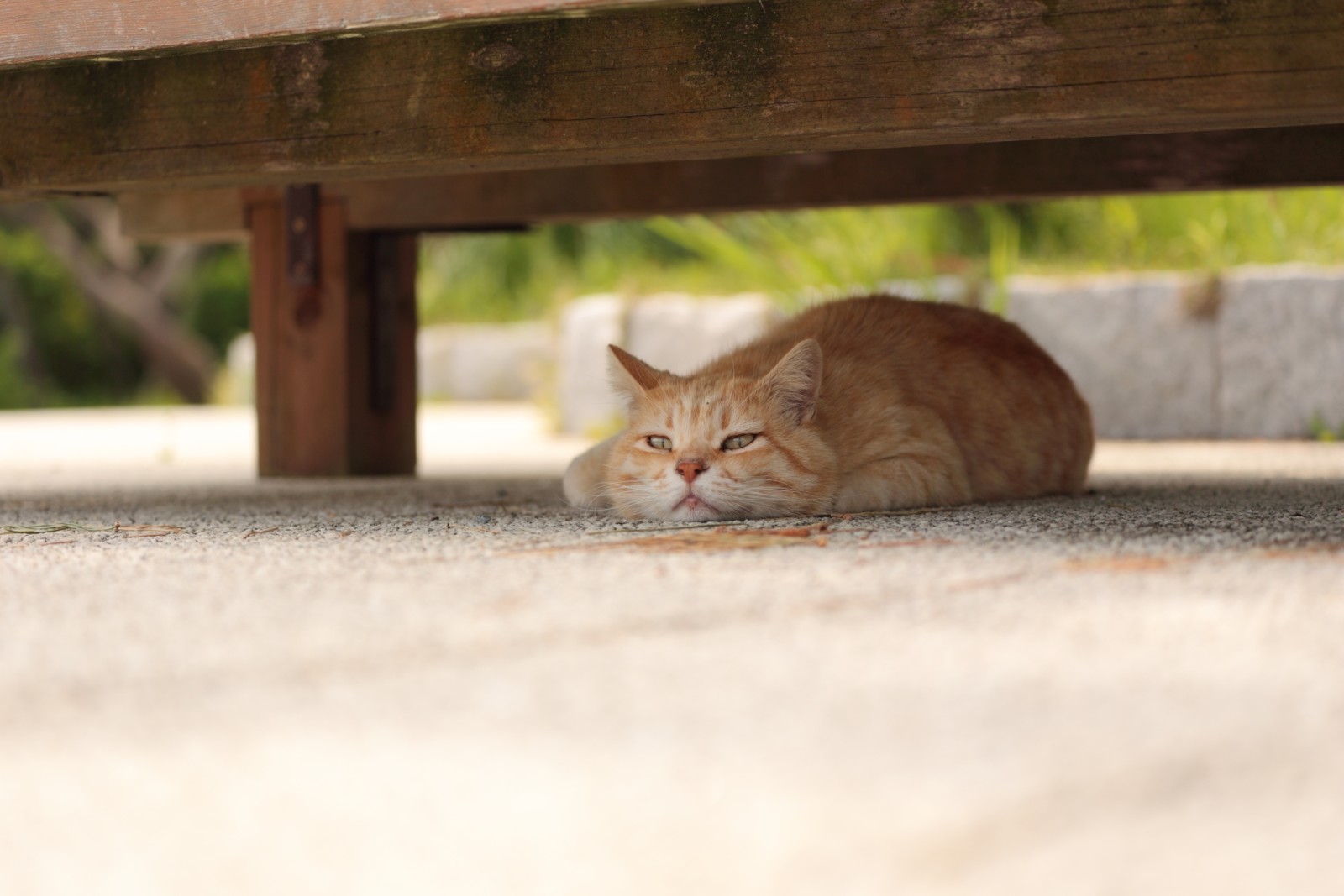 Guarda, sfondo, gatto