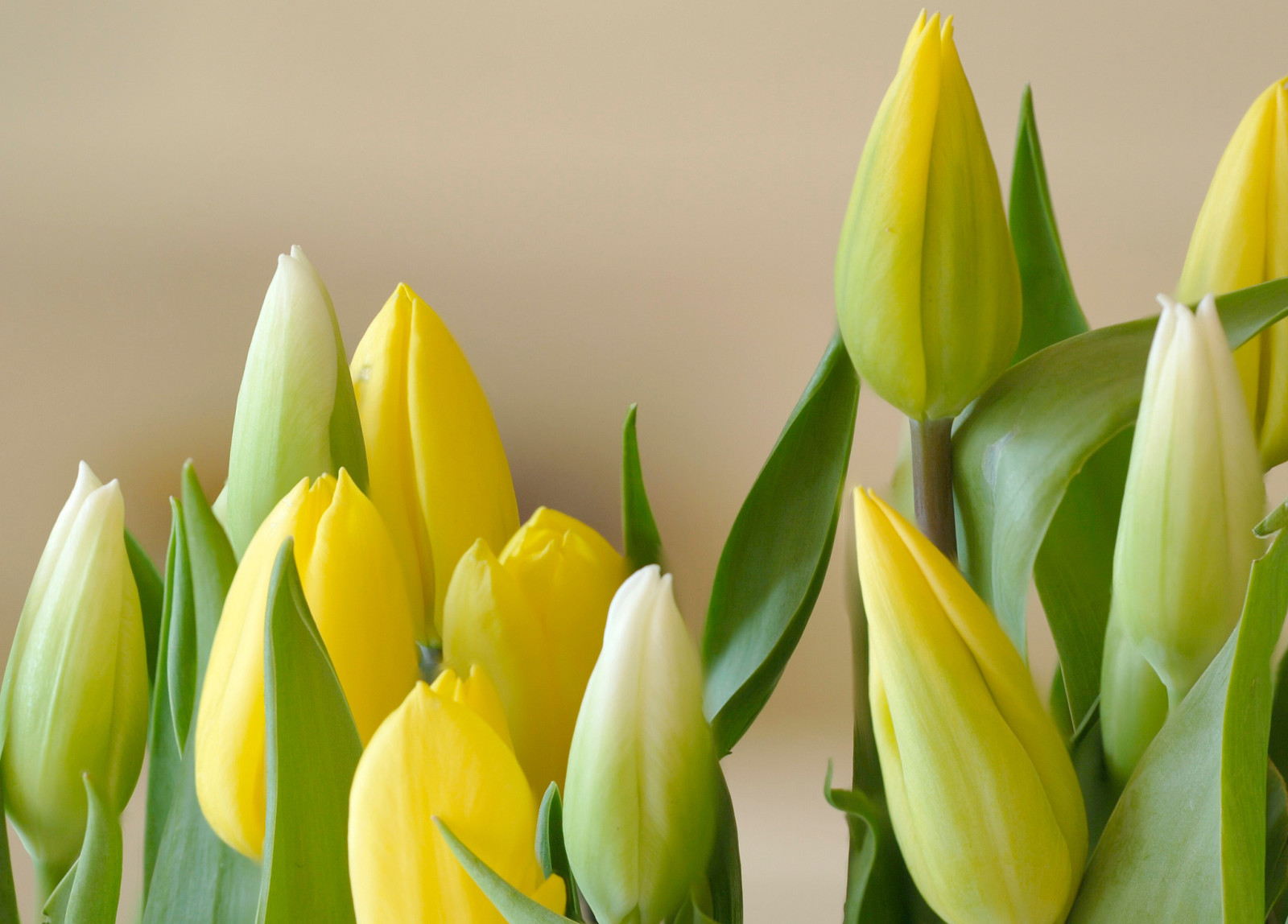 leaves, bouquet, tulips, petals, Bud