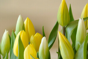 boeket, Knop, bladeren, bloemblaadjes, tulpen