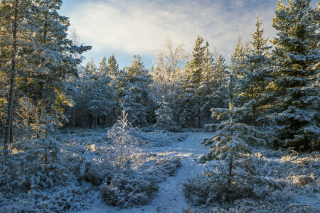 las, Natura, śnieg, drzewa