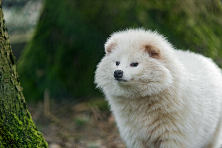 cane, viso, Guarda