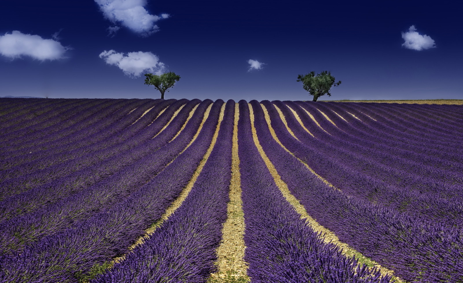 sommer, felt, lavendel