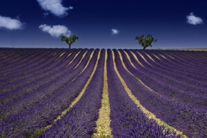 Mark, lavendel, sommer