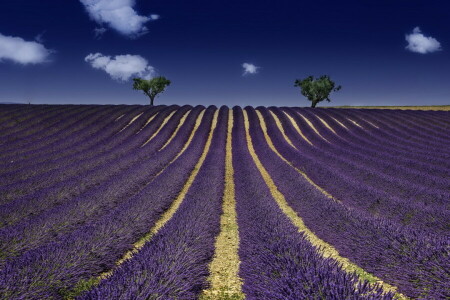 campo, lavanda, estate