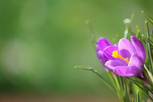 Krokus, macro, natură, petale