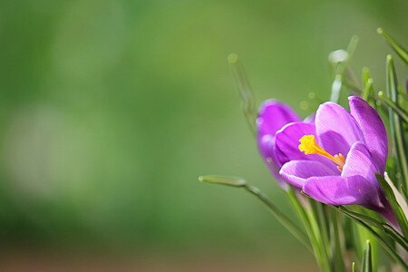 Krokus, makro, natur, kronblade