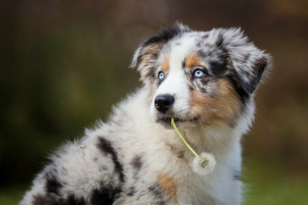 karahindiba, köpek, her biri, bak