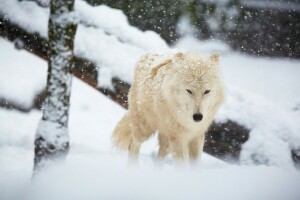 snow, winter, wolf