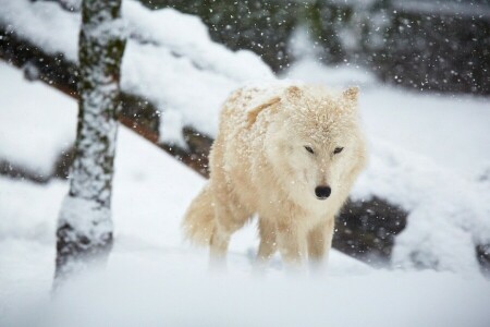 nieve, invierno, lobo