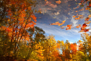 autumn, leaves, reflection, trees, water