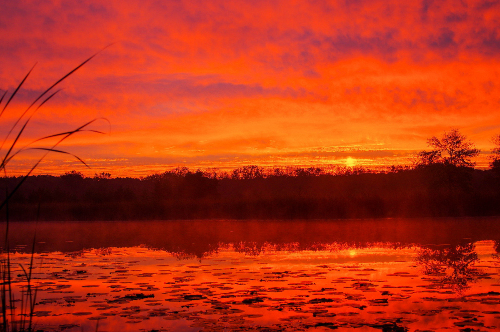 de lucht, meer, zonsondergang, bomen, wolken, gloed, mist