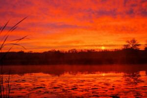 clouds, fog, glow, lake, sunset, the sky, trees