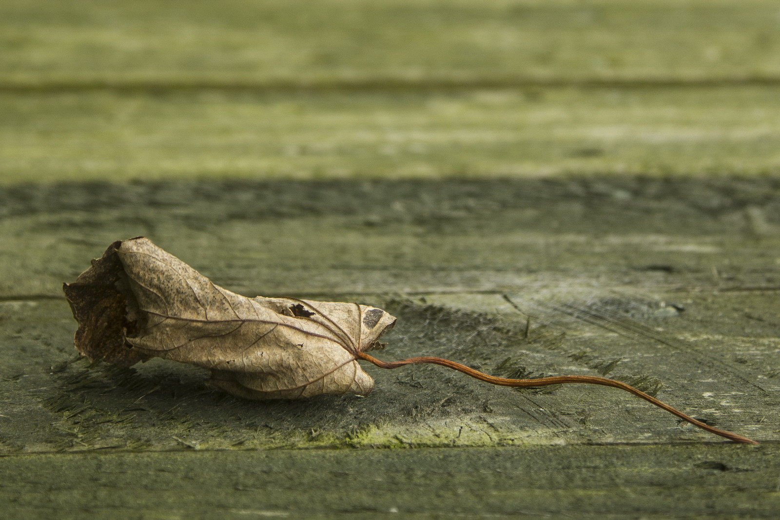 bokeh, caído, sábana