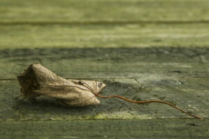 bokeh, fallen, sheet