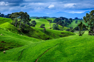 clouds, field, mountains, New Zealand, pastures, trees