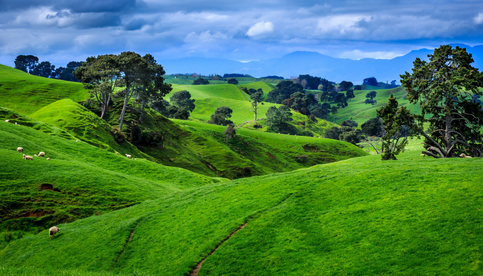 trees, field, clouds, mountains, New Zealand, pastures