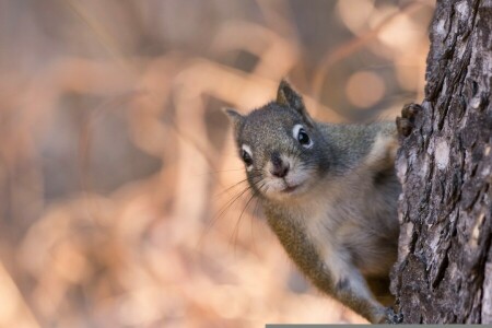 bokeh, look, muzzle, protein, tree