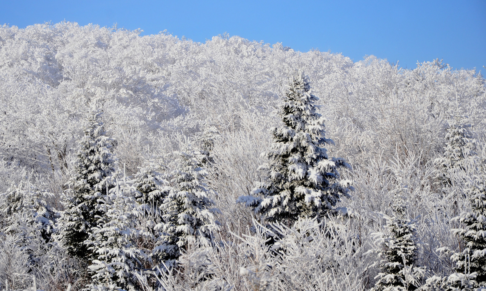 neve, floresta, o céu, inverno, abeto, declive