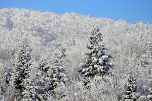 foresta, pendenza, neve, abete rosso, il cielo, inverno