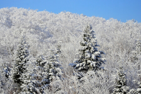 bosque, Pendiente, nieve, abeto, el cielo, invierno