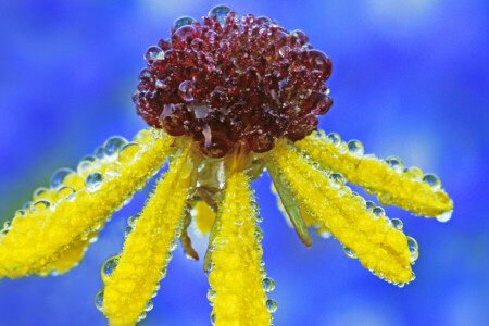 gotas, flor, pétalas, Rosa, água