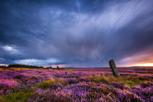 campo, paesaggio, tramonto