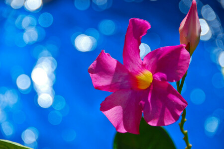 Blik, flower, nature, petals, plant