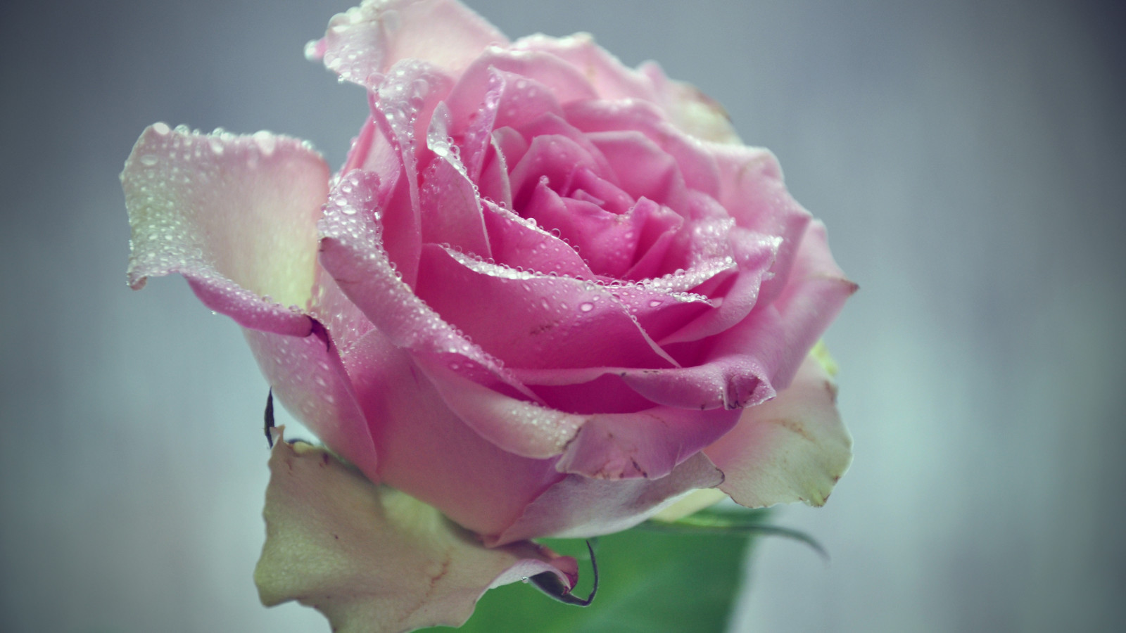 macro, pink, water, flower, drops, with