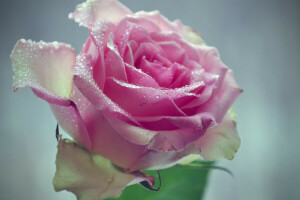 gotas, flor, macro, Rosa, água, com