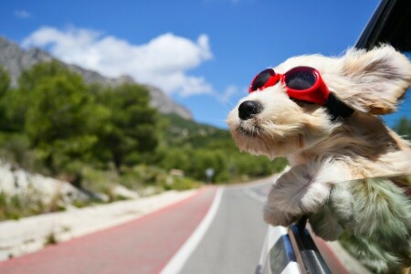 foncé, chien, des lunettes, Machine, route, le vent