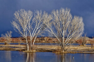 inonder, printemps, Le ciel, des arbres, l'eau