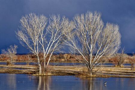 flood, spring, the sky, trees, water