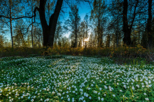 flores, bosque, naturaleza, primavera