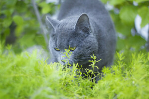 azul, gato, ojos, ruso, verano