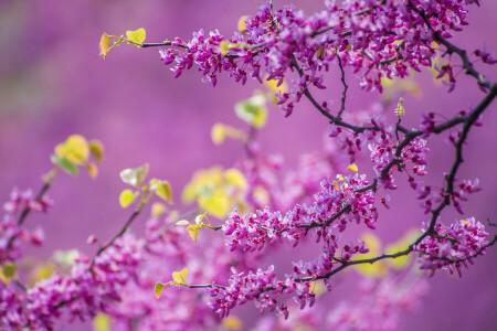 baranik, branches, flowering