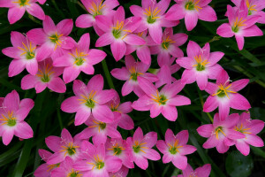 πολύ, νεόπλουτος, Zephyranthes