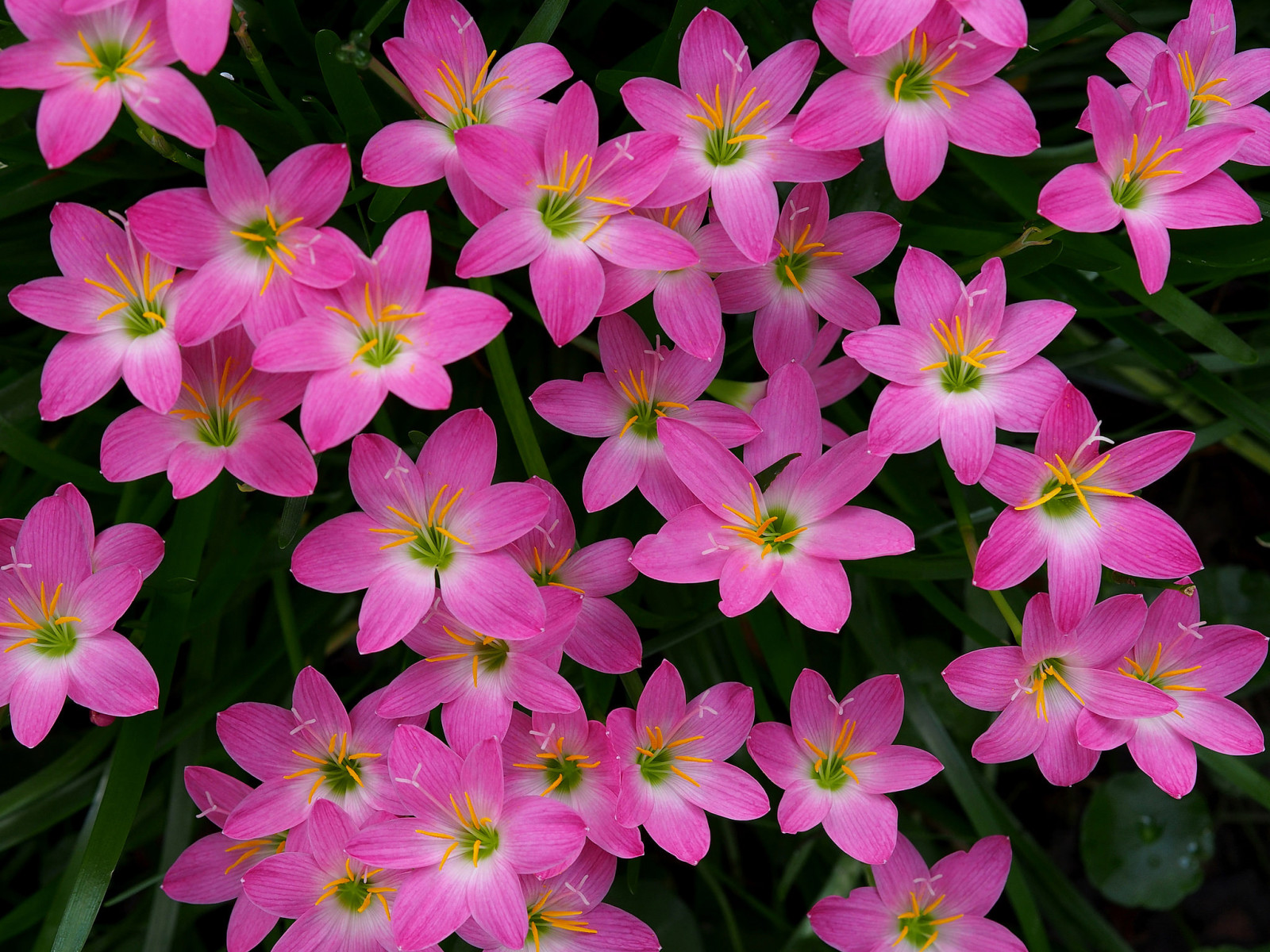 veľa, zbohatlík, Zephyranthes