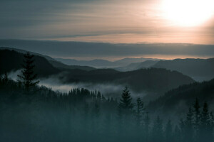 SCHÖNHEIT, Nebel, Wald, Landschaft, Berg, Norwegen, Bäume