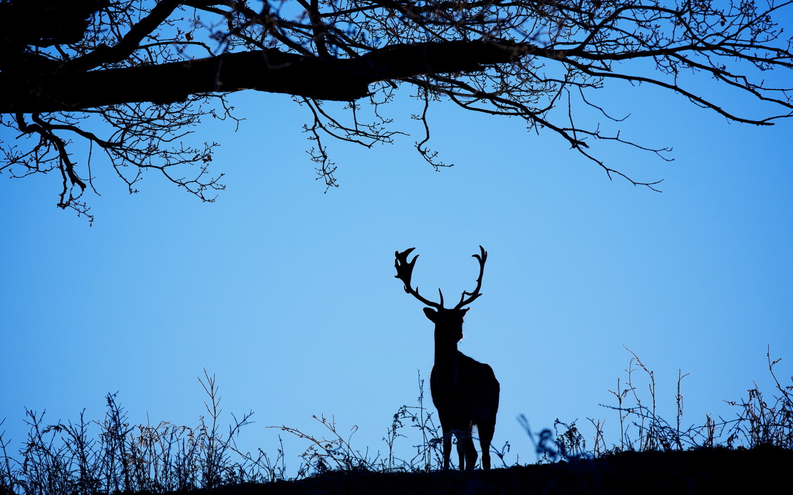 background, the sky, deer