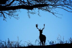 background, deer, the sky