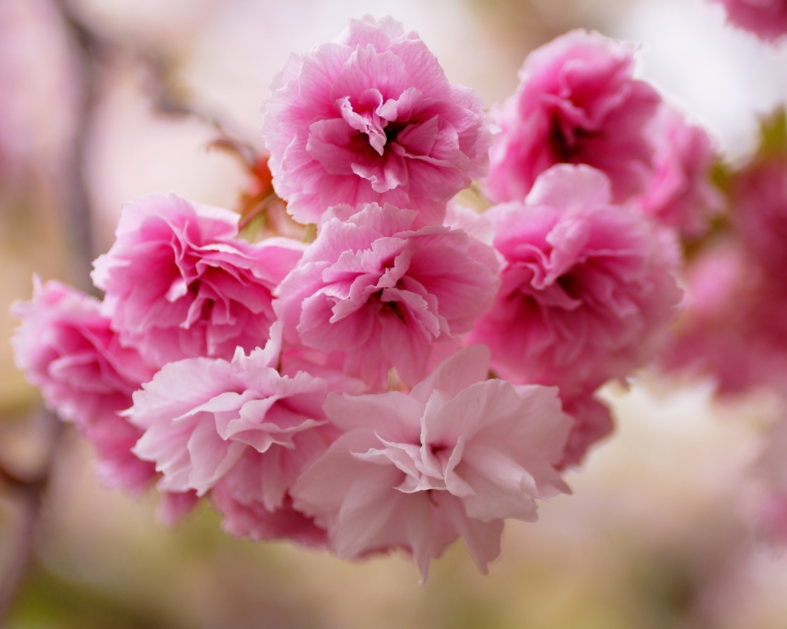 lyserød, blomster, Sakura