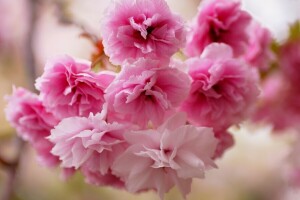 fleurs, rose, Sakura