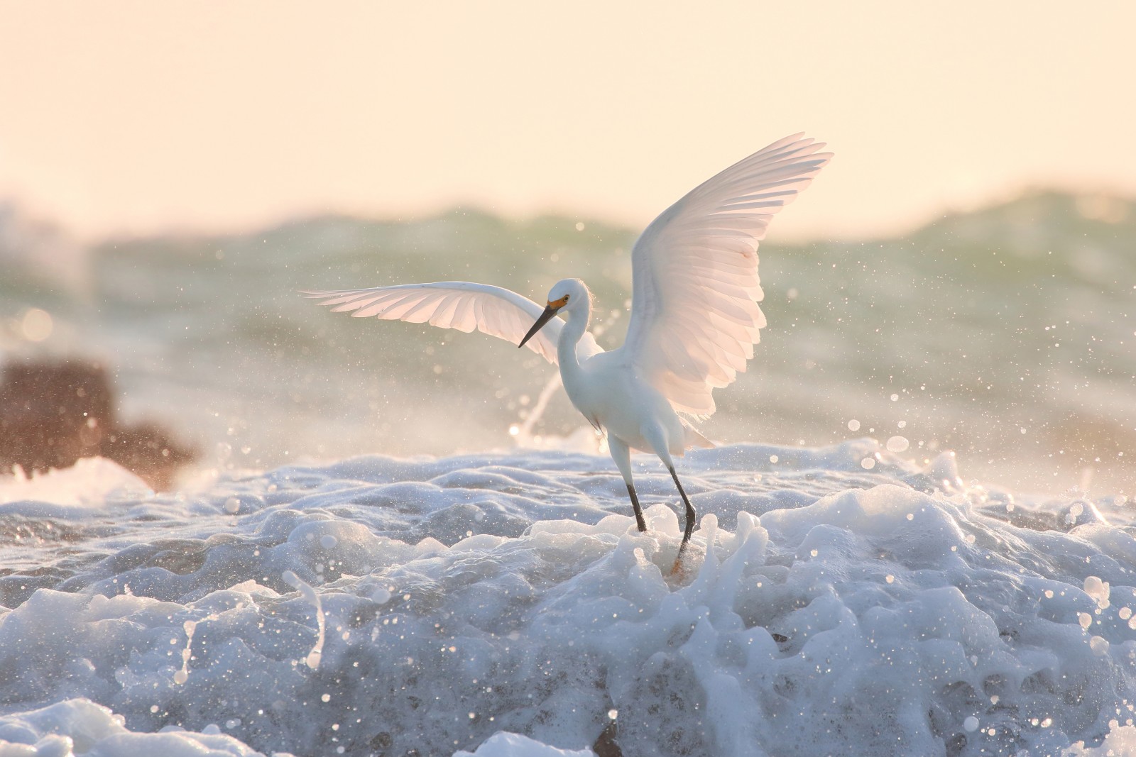 Wasser, Vogel, Flügel, Schaum, Weißer amerikanischer Reiher