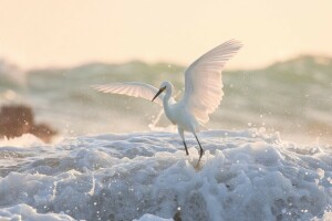 bird, Foam, water, White American egret, wings