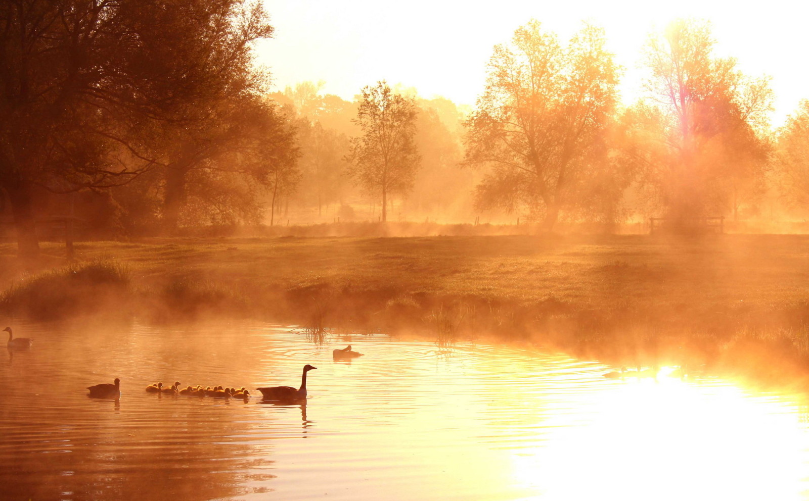 lago, Mañana, niebla, Pato