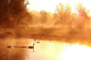 anatra, nebbia, lago, mattina