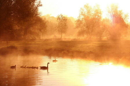 duck, fog, lake, morning