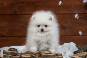 fluffy, hundehvalp, Spitz, hvid